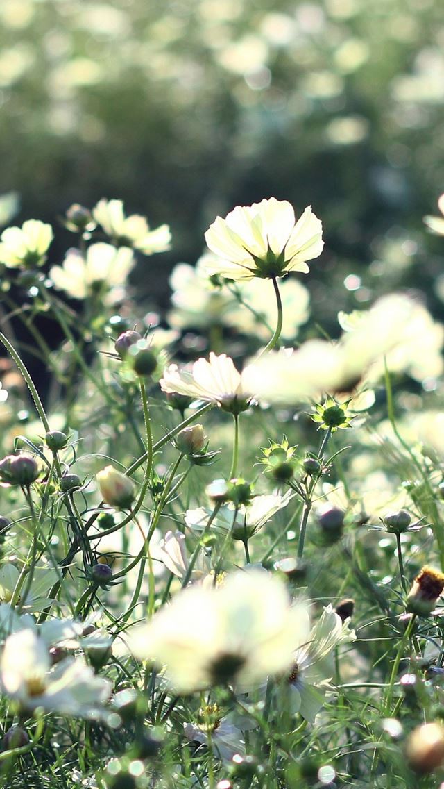 640x1136 Cosmos Flowers Field Grass - bokeh iPhone Wallpaper