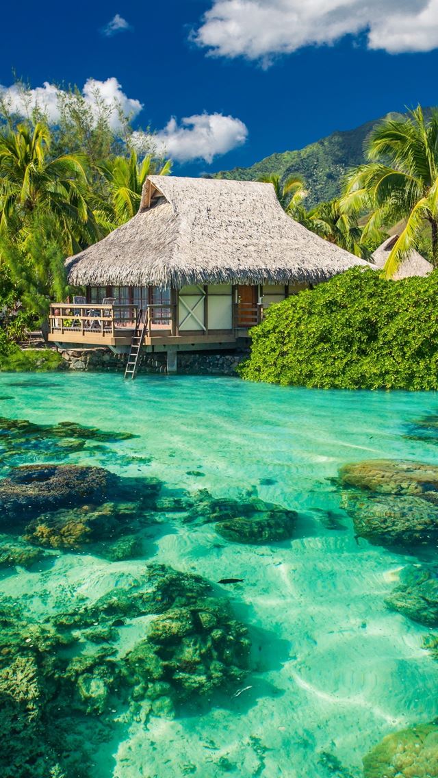 640x1136 Tropics Palm Trees Ocean Vacation Shore - clear iPhone Wallpaper