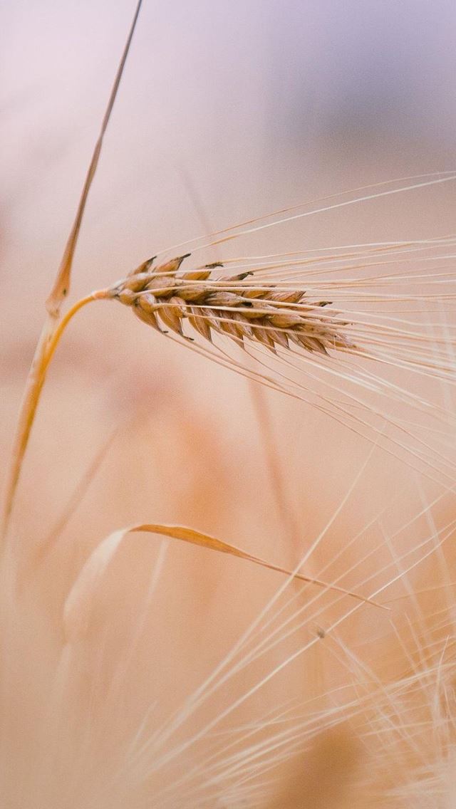 640x1136 Wheat Macro In Field - branch iPhone Wallpaper