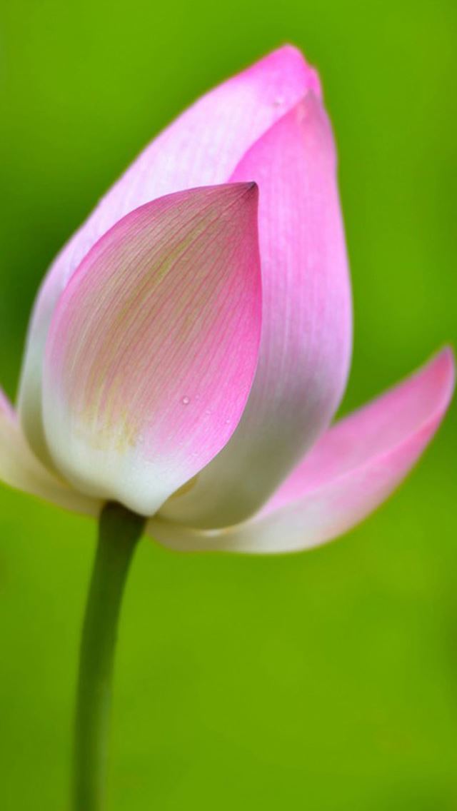640x1136 Lotus Flower Macro - macro iPhone Wallpaper