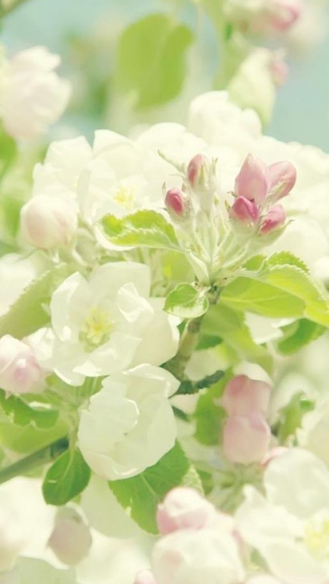640x1136 Sunlight Pure Flower Bunch - flower iPhone Wallpaper