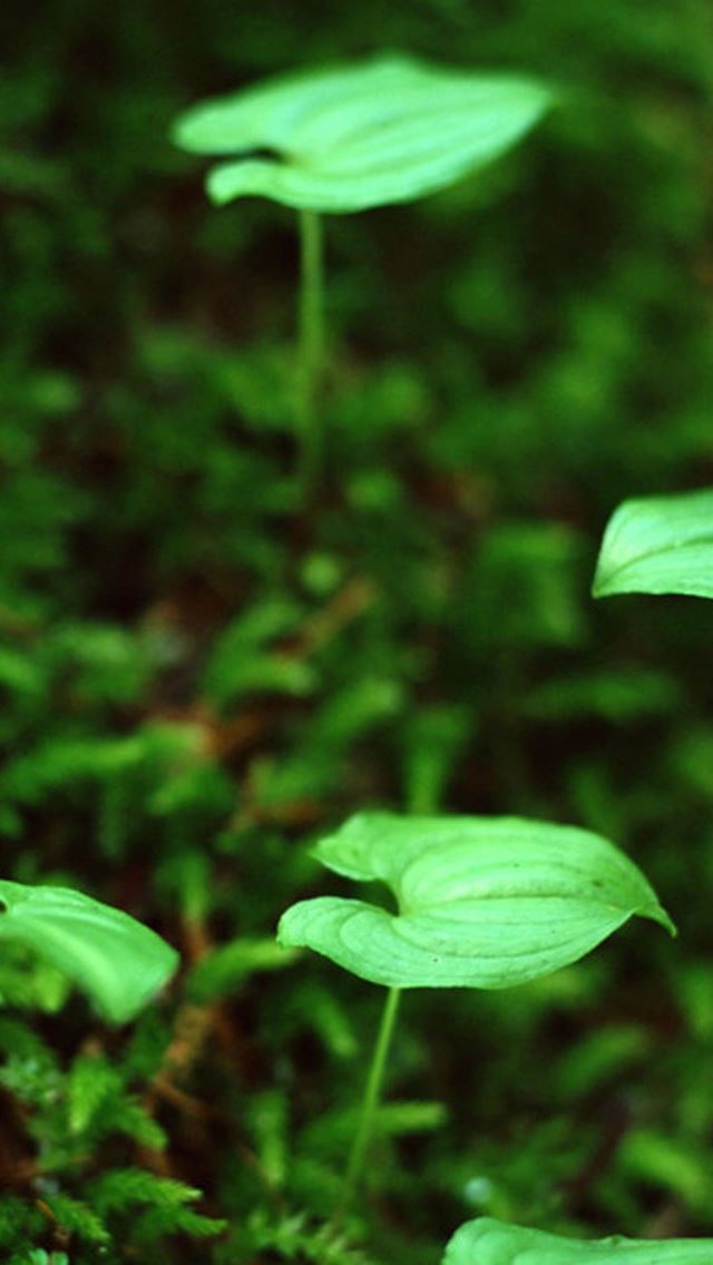 640x1136 Nature Leaf Bud Macro -  iPhone Wallpaper