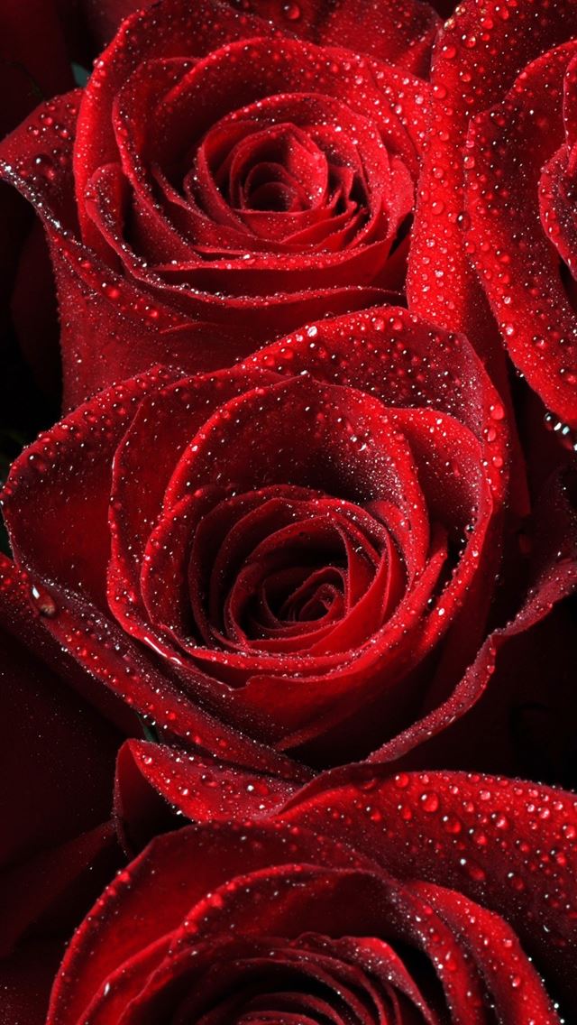 640x1136 Roses Red Drops Petals - water drop iPhone Wallpaper