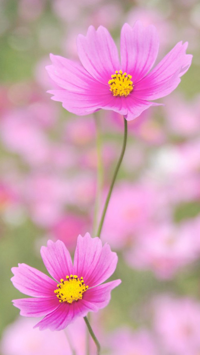 Pure Beautiful Flower Macro iPhone wallpaper 