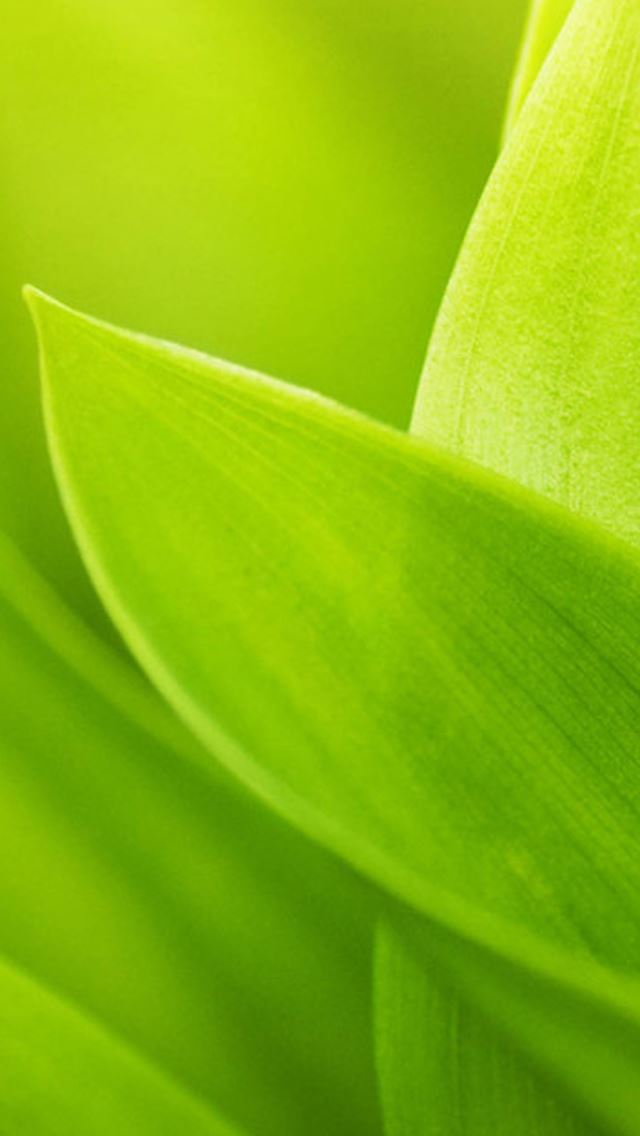 640x1136 Cyan Leaf Macro - leaf iPhone Wallpaper