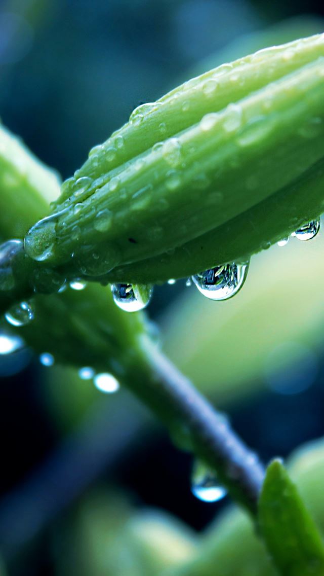 640x1136 Flower Dew Plant Macro - water drop iPhone Wallpaper