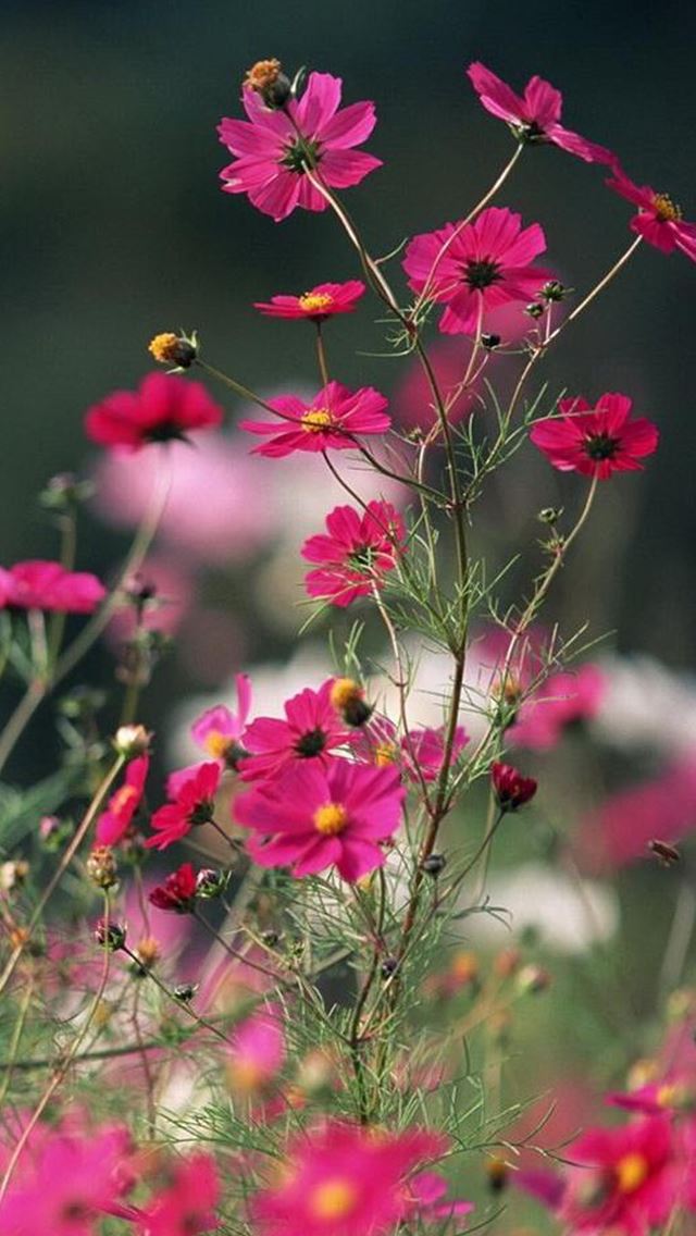 640x1136 Nature Little Flower Branch - flower iPhone Wallpaper