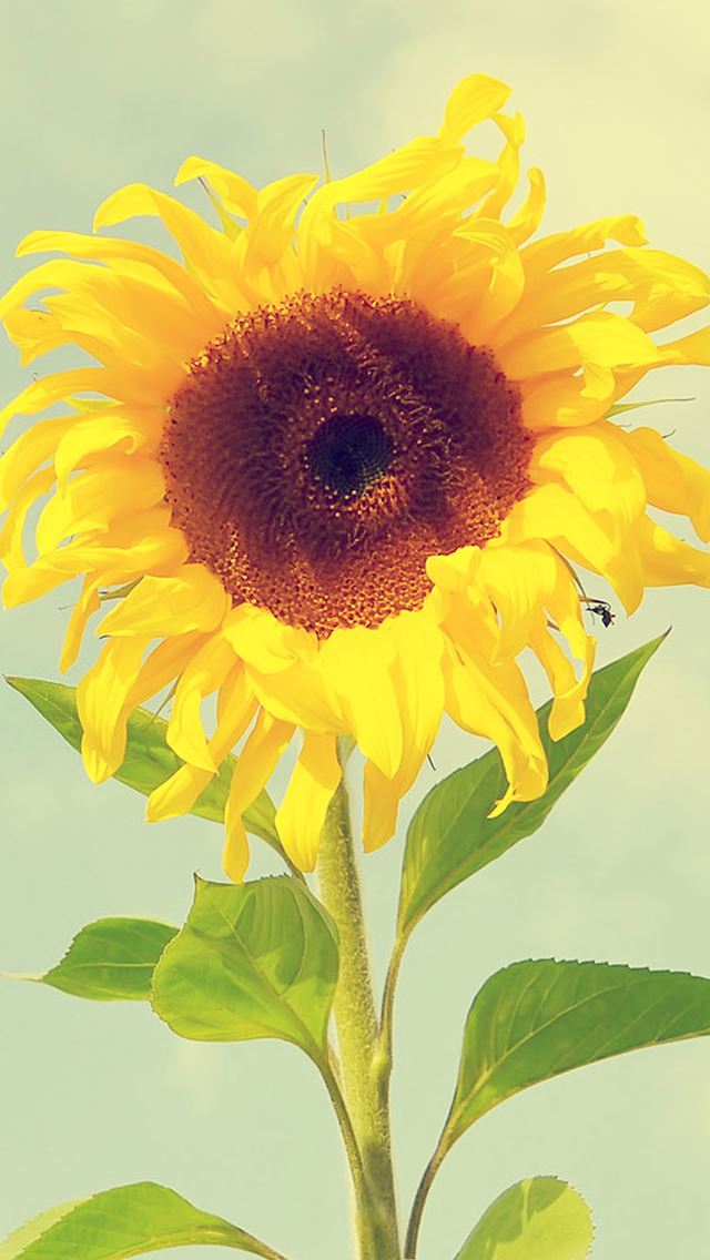 640x1136 Beautiful Flower Macro - flower iPhone Wallpaper