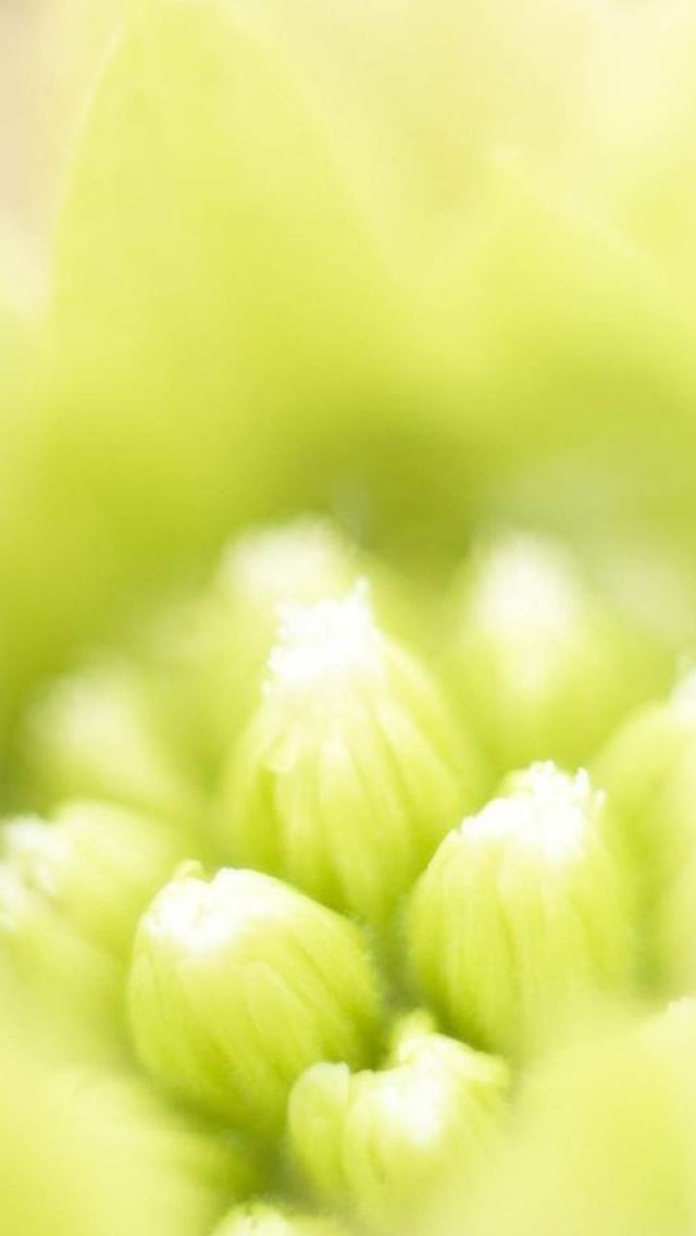 640x1136 Nature Pure Flower Bokeh - bokeh iPhone Wallpaper