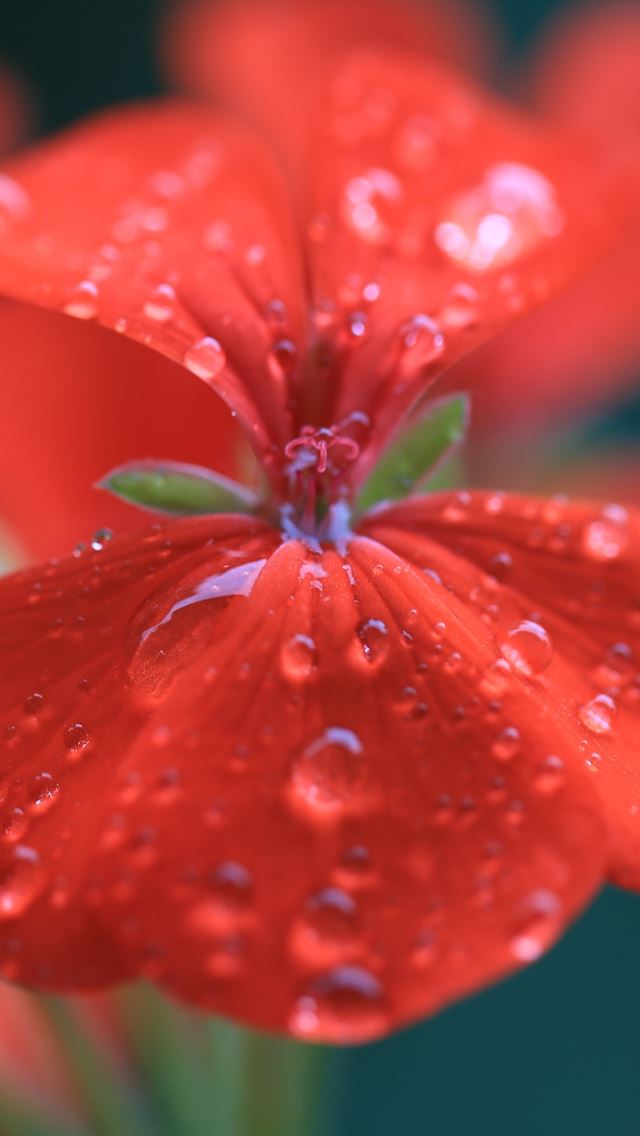 640x1136 Geranium Red Drops Macro - water drop iPhone Wallpaper