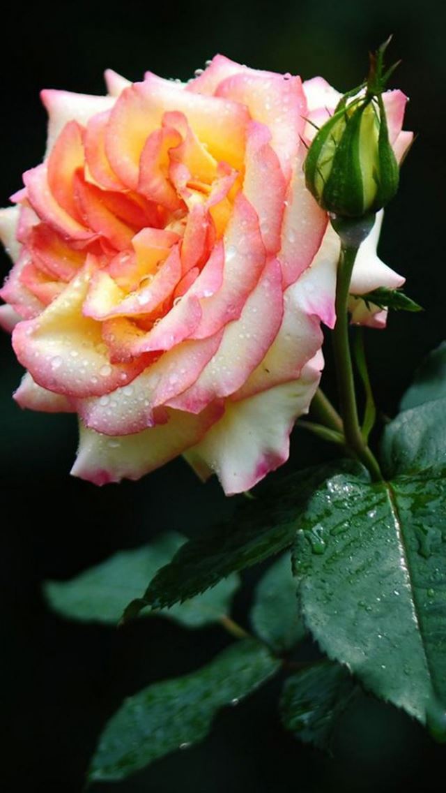 640x1136 Bright Rose Flower  Macro - leaf iPhone Wallpaper