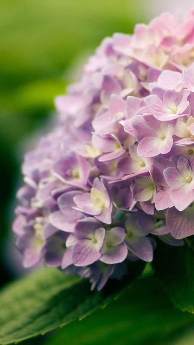 640x1136 Purple Flower Bunch Macro  - leaf iPhone Wallpaper