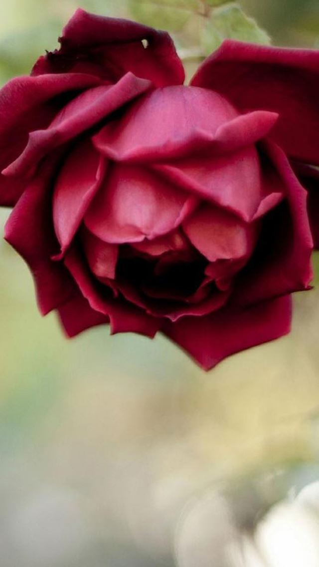 640x1136 Romantic Rose Flower Macro - macro iPhone Wallpaper
