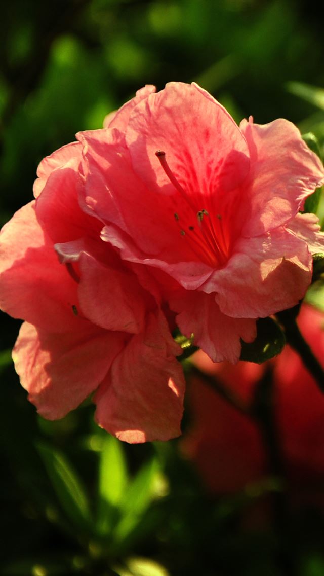 640x1136 Sunny Flowers Macro - petal iPhone Wallpaper