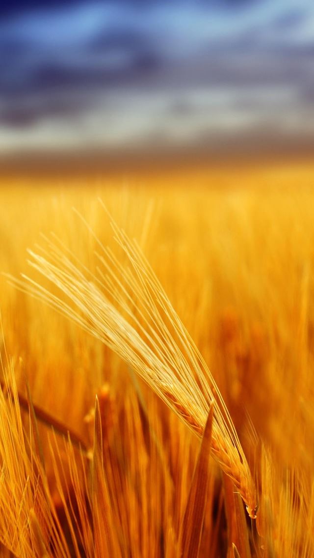 640x1136 Grain Field Depth Of Field - golden iPhone Wallpaper