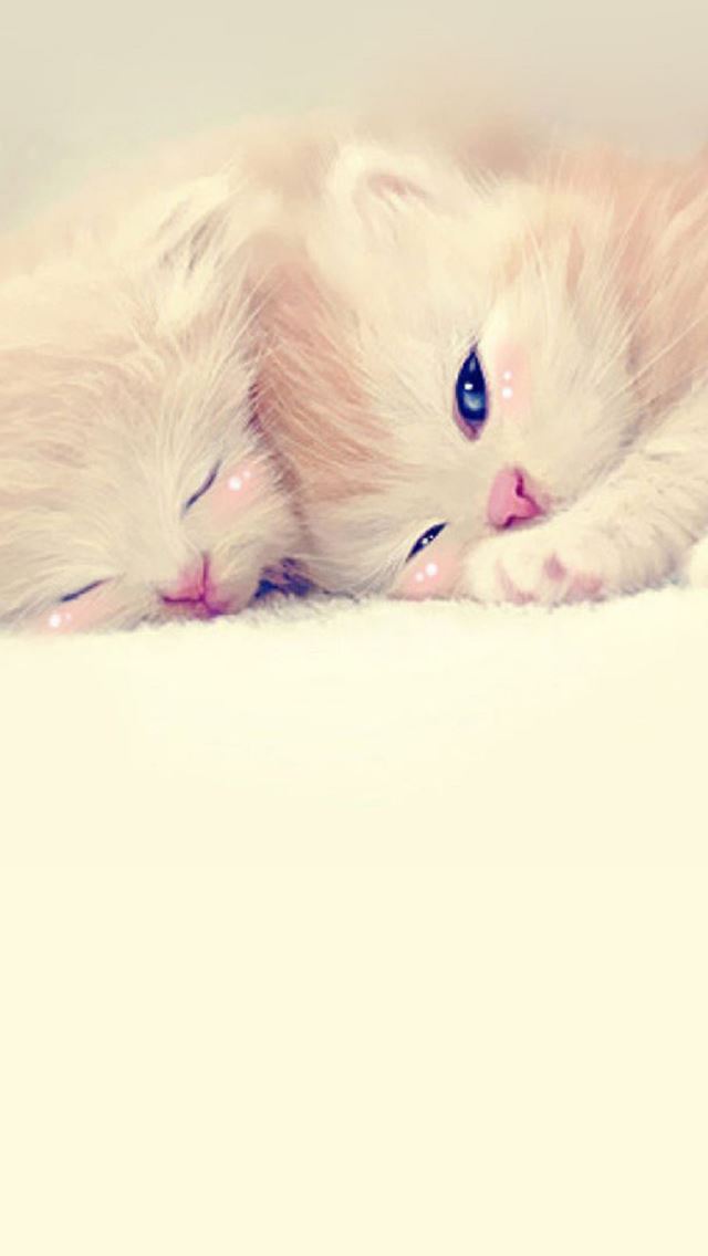 640x1136 Sleeping Cute Kittens Lockscreen -  iPhone Wallpaper