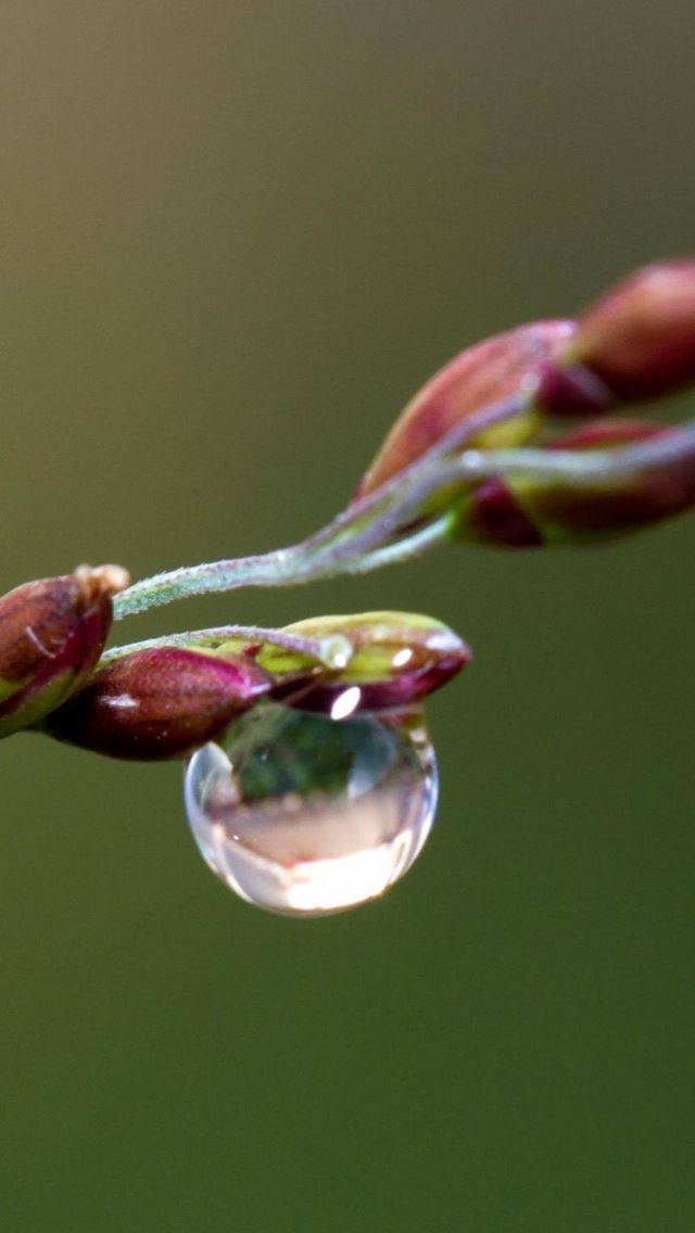 640x1136 Dew On Blooming Cherry Flowers  - bloom iPhone Wallpaper