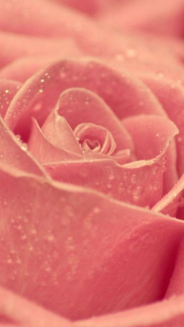640x1136 Pink Dew Rose Macro - pure iPhone Wallpaper