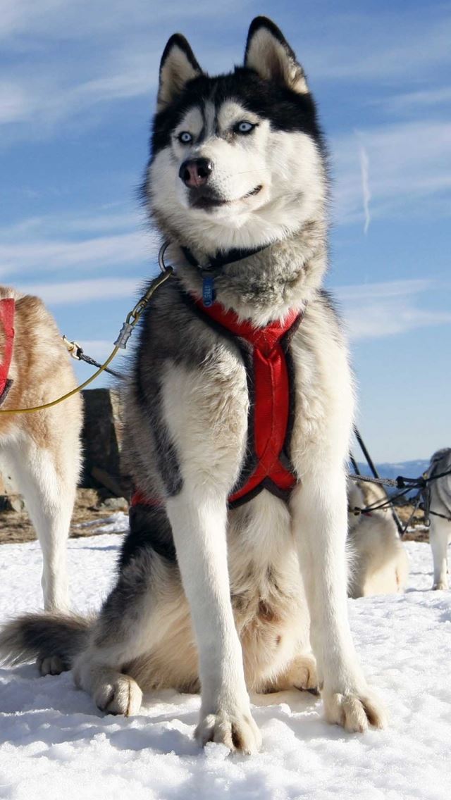 Snow Field Husky Dog Alaska iPhone wallpaper 