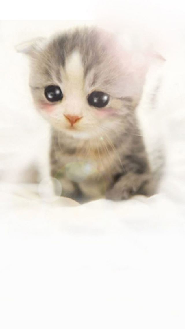 640x1136 Cute Scottish Fold Kitten -  iPhone Wallpaper