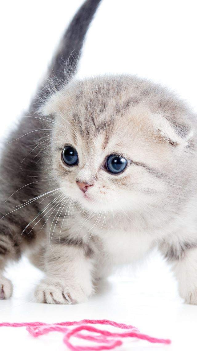 640x1136 Kitten Ball Thread White Background -  iPhone Wallpaper