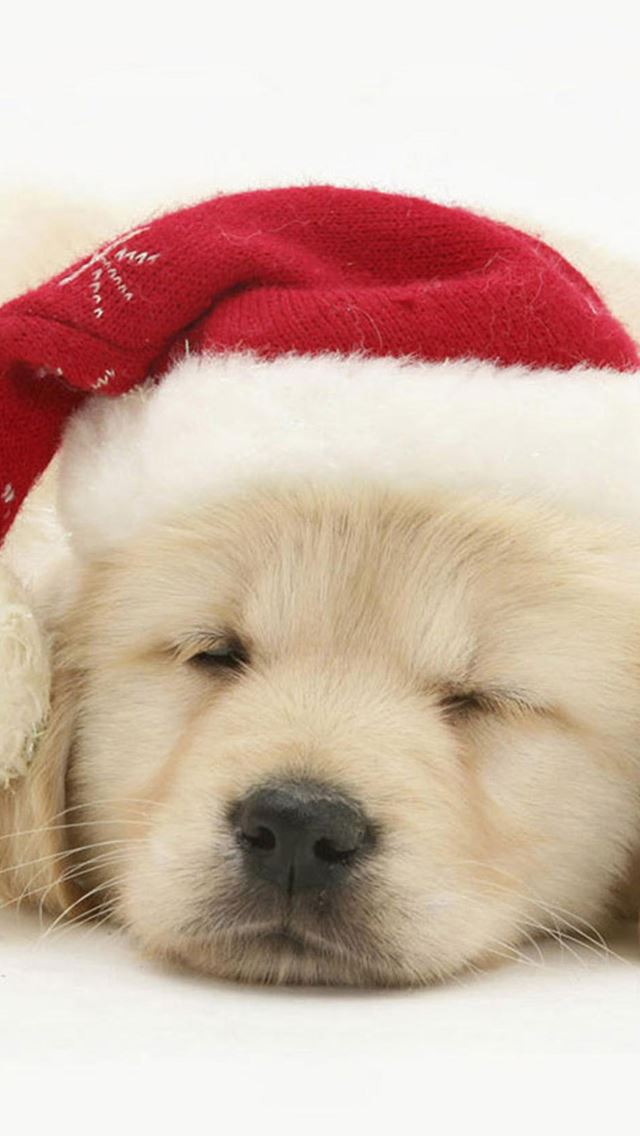 640x1136 Cute Puppy In Christmas Hat - sleeping iPhone Wallpaper