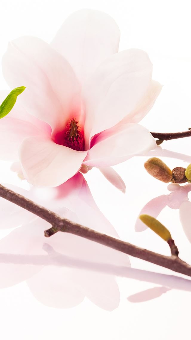 640x1136 The Most Elegant Flowers - branch iPhone Wallpaper