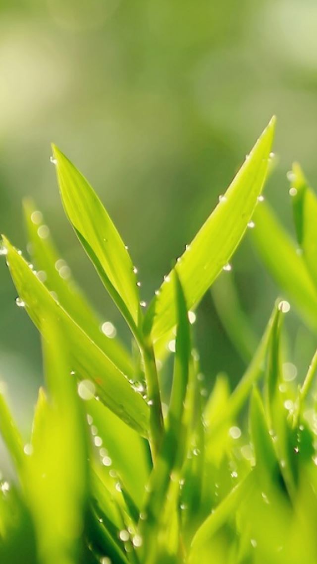 640x1136 Morning Grass Leaf Macro - bokeh iPhone Wallpaper