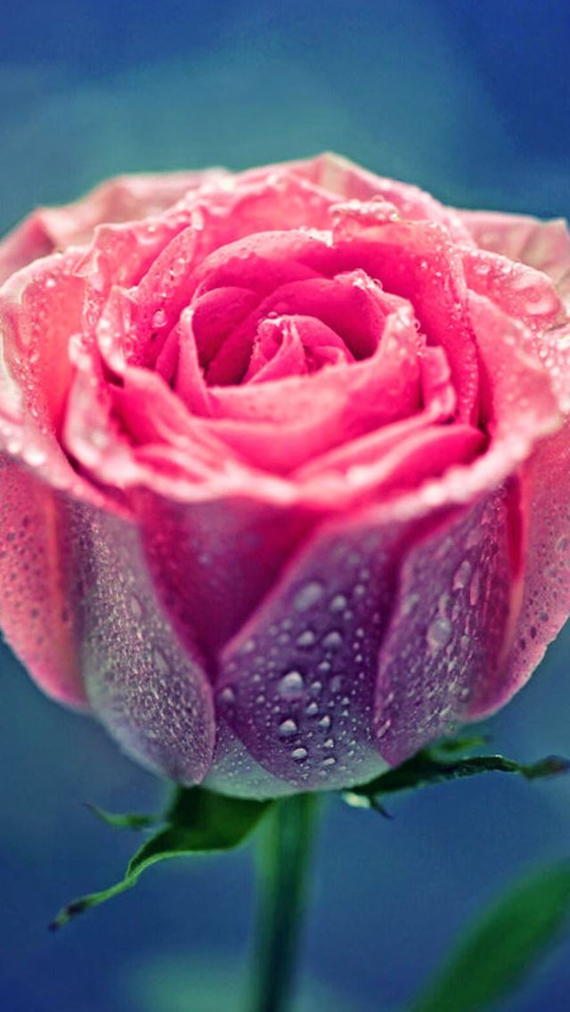 640x1136 Pink Rose Dew Close Up - pure iPhone Wallpaper