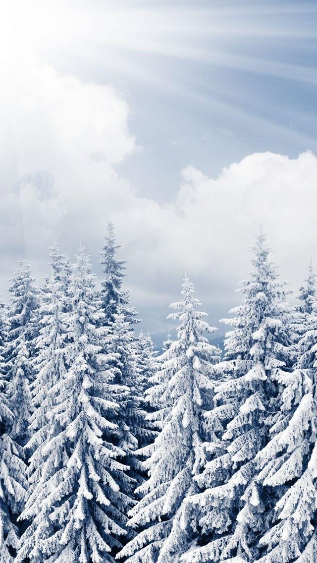 640x1136 Sun Shine Over Winter Pine Forest - clear iPhone Wallpaper