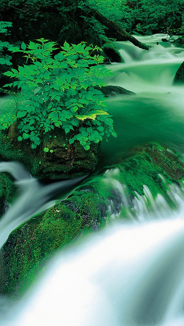 640x1136 Jungle Waterfall Landscape - tree iPhone Wallpaper