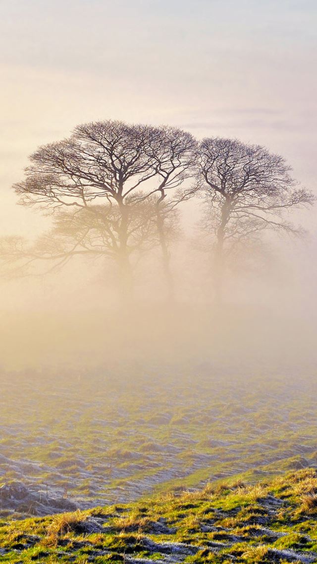 640x1136 Lonely Tree In Mist - dim iPhone Wallpaper