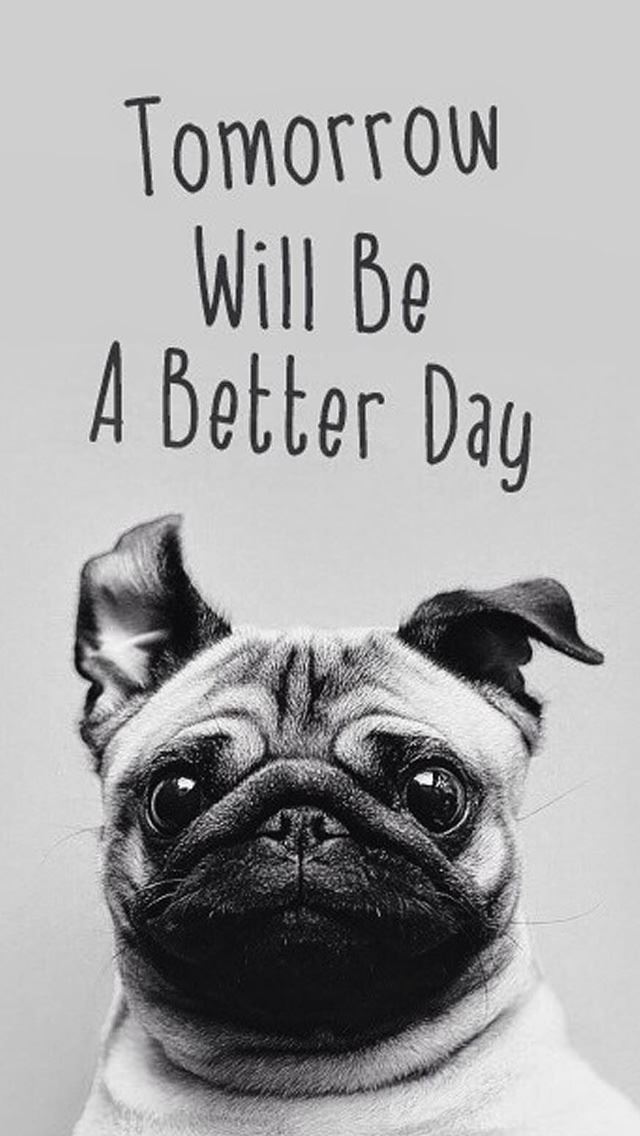 640x1136 Tomorrow Will Be A Better Day Pug Face -  iPhone Wallpaper