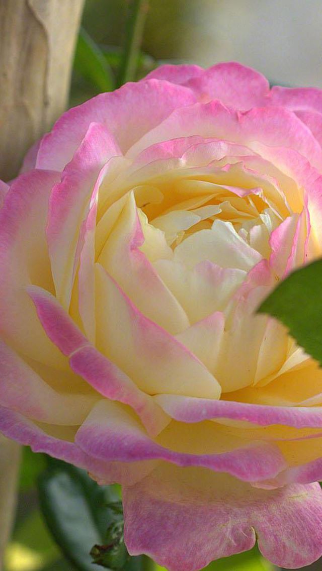 640x1136 Beautiful Rose Macro - beautiful iPhone Wallpaper