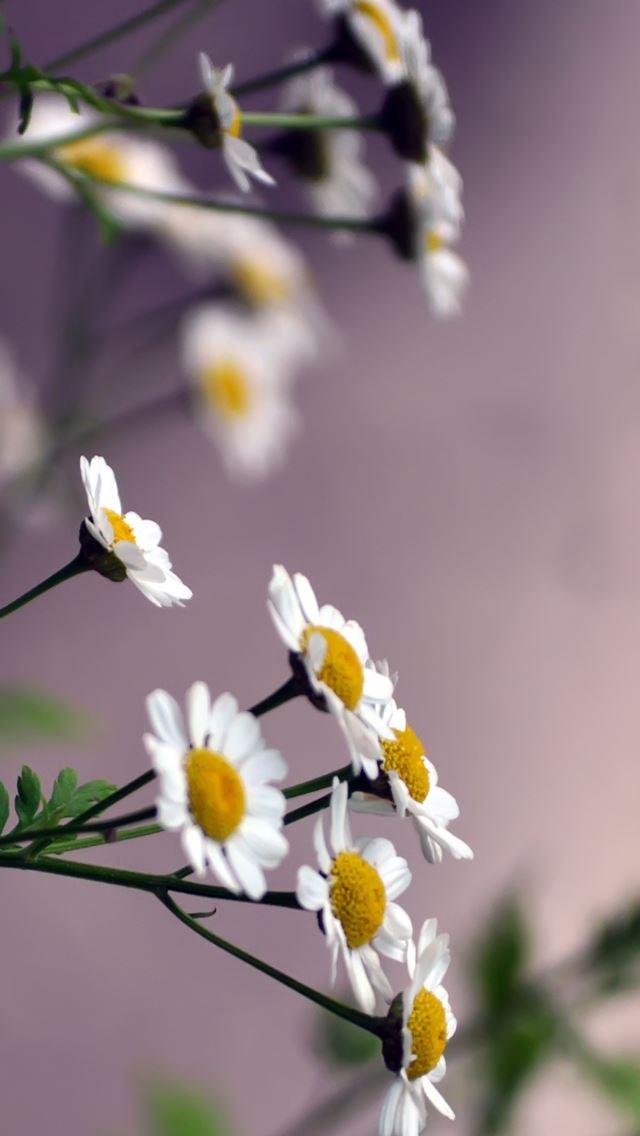 640x1136 Daisy Flower Blurring - branch iPhone Wallpaper