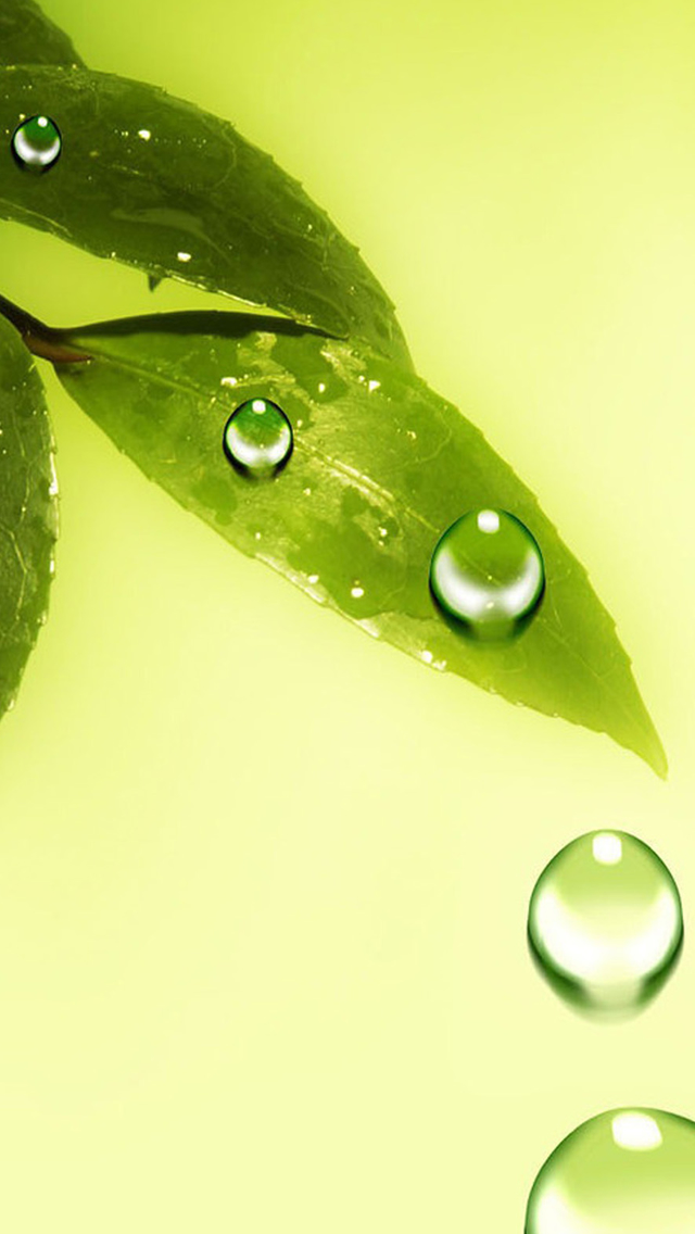 Green Leaf And Water Drops Iphone Wallpapers Free Download