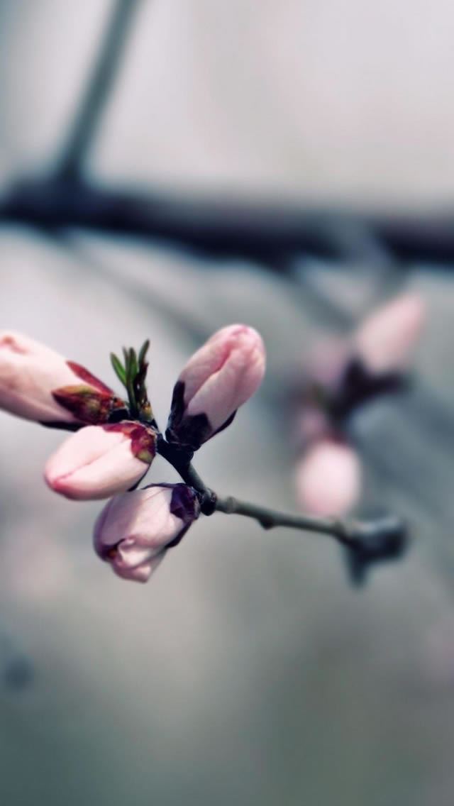 640x1136 Macro Pink Blooming Tree Flowers - pink iPhone Wallpaper