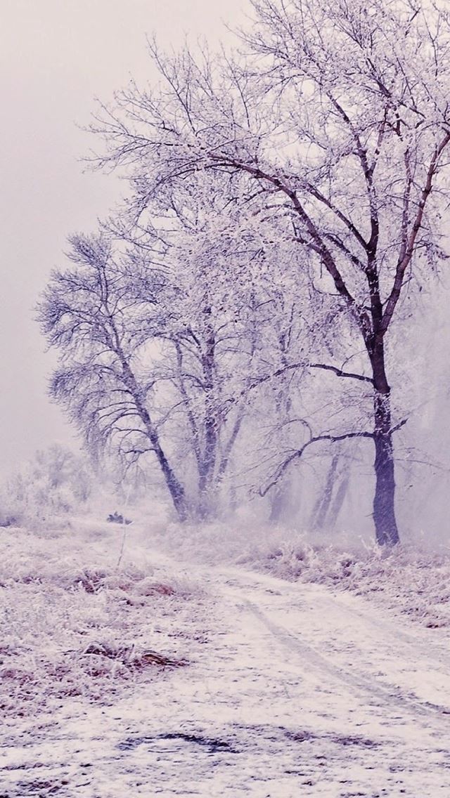 640x1136 Winter Path Trees Landscape - trees iPhone Wallpaper