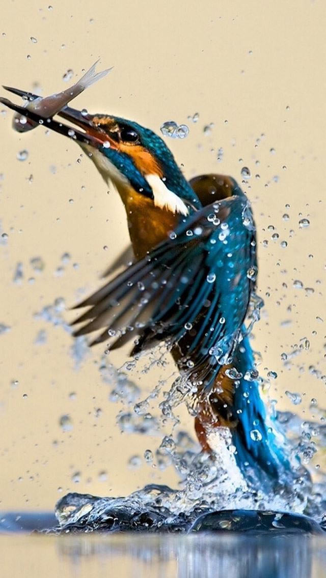 640x1136 Kingfisher Macro - bird iPhone Wallpaper