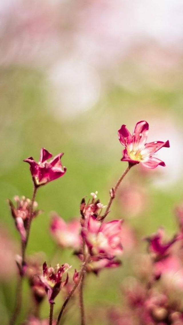 640x1136 Sunny Bright Flower Blurry - pink iPhone Wallpaper