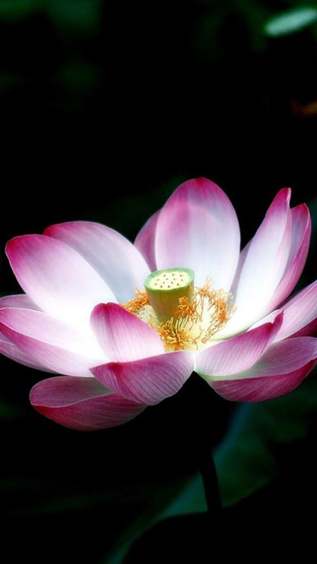 640x1136 Lotus Flower Macro - blossom iPhone Wallpaper