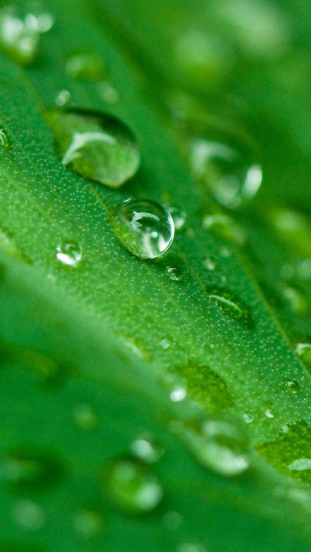 640x1136 Macro Green Leaf Dew - bokeh iPhone Wallpaper