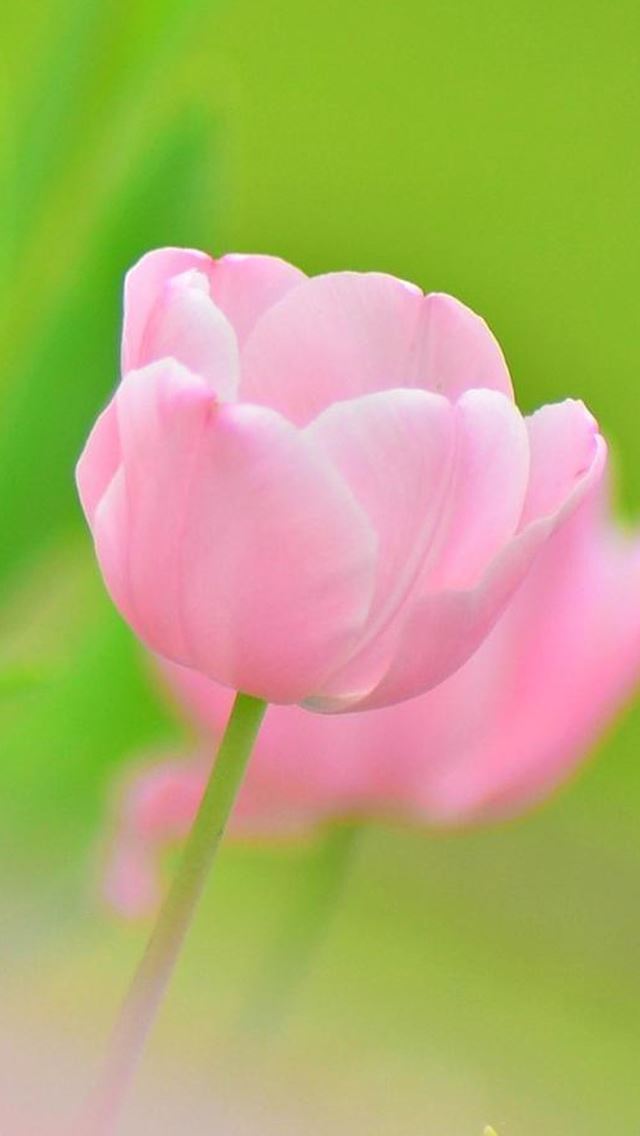 640x1136 Pink Tulip Flower Macro - bokeh iPhone Wallpaper
