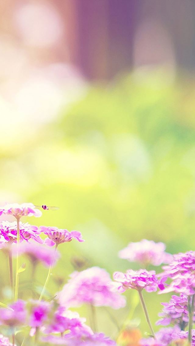 640x1136 Nature Sunny Pink Flower Bokeh - pure iPhone Wallpaper