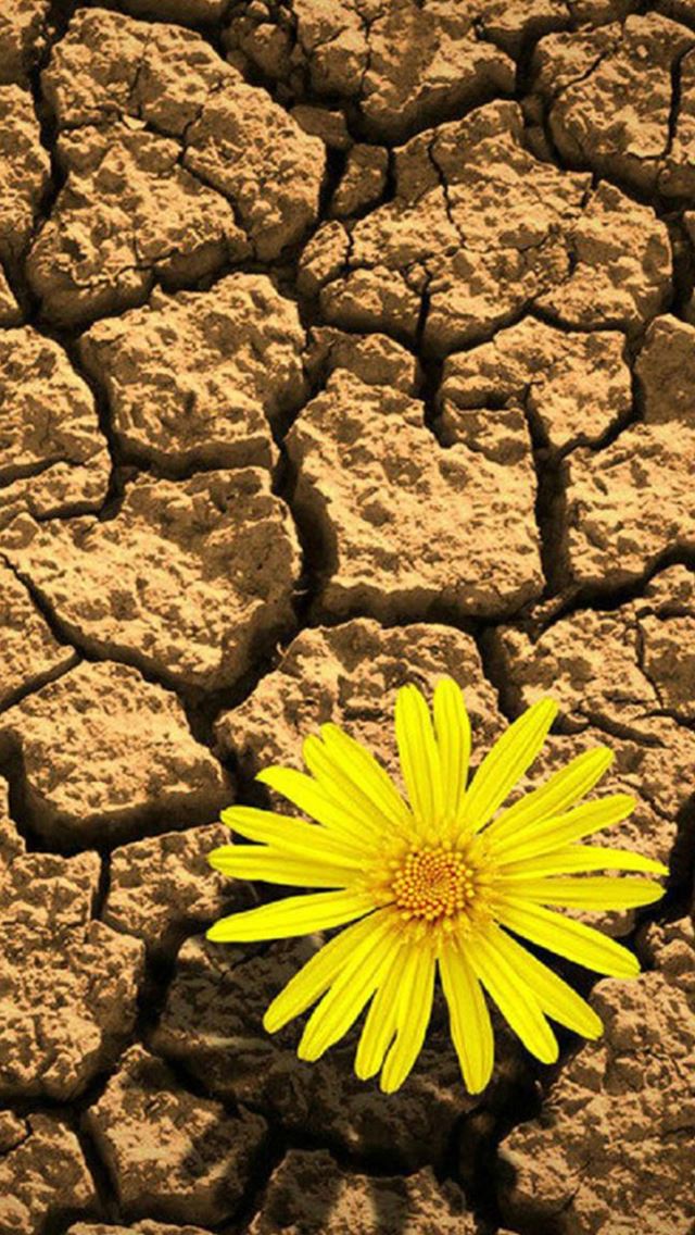 640x1136 Lonely Daisy On Cracking Drought Land - drought iPhone Wallpaper