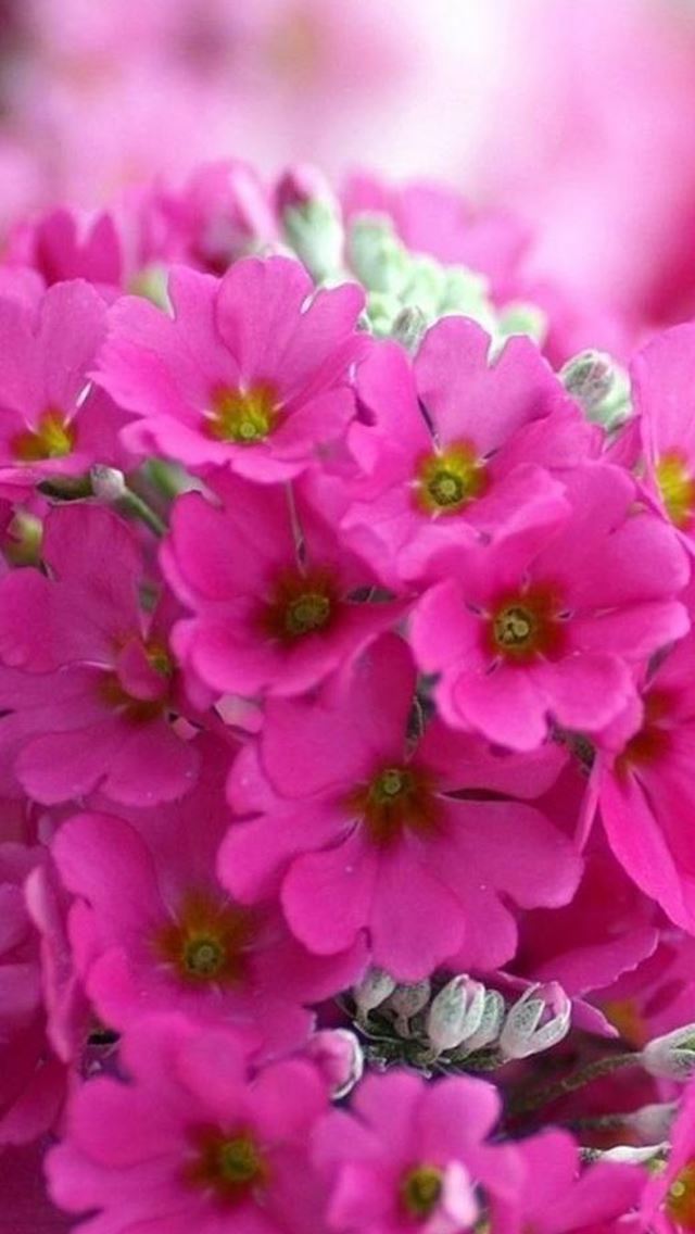 640x1136 Flower Bouquet Macro - macro iPhone Wallpaper