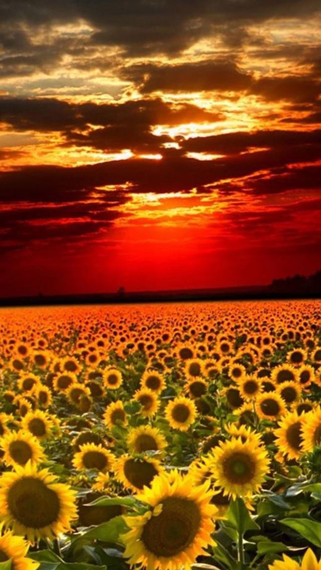 640x1136 Splendid Sunset Sun Flower Field - skyscape iPhone Wallpaper
