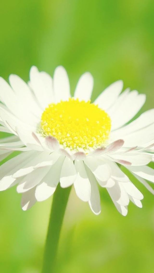 640x1136 Pure Daisy Flower Macro -  iPhone Wallpaper