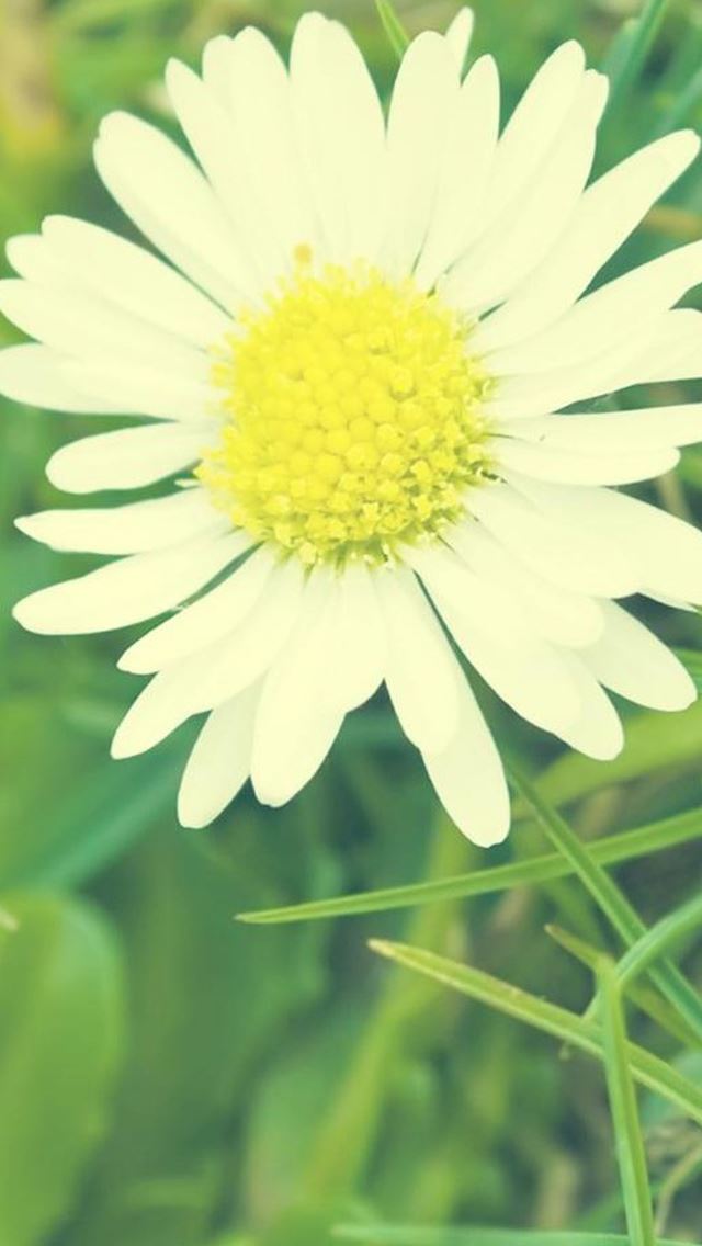 640x1136 Aesthetic Daisy Flower Macro - leaf iPhone Wallpaper