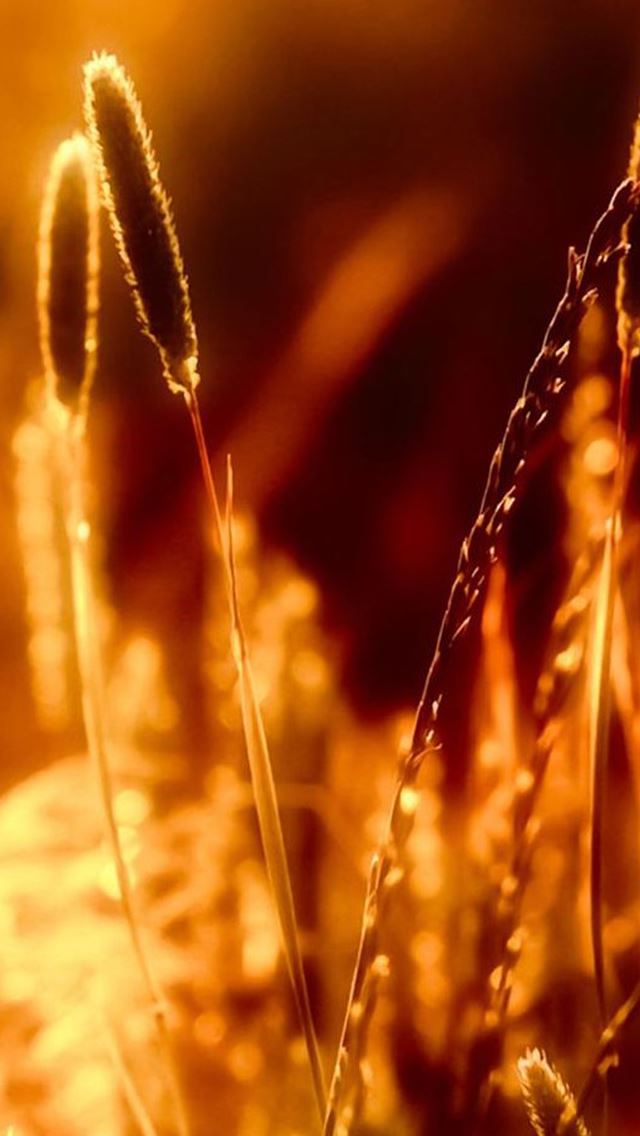 640x1136 Golden Sunset  Dog's Tail Grass Field - golden iPhone Wallpaper